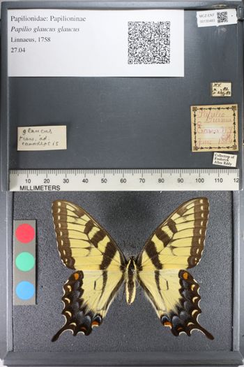 Media type: image;   Entomology 135483